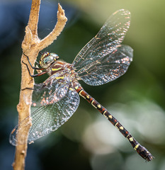 Austroaeschna unicornis