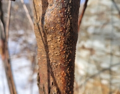 Cryphonectria parasitica