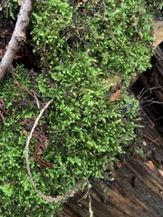 Claopodium crispifolium