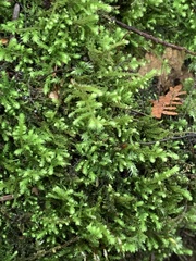 Claopodium crispifolium