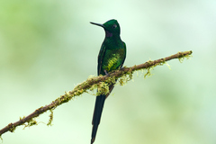 Heliodoxa imperatrix