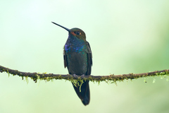 Urochroa bougueri