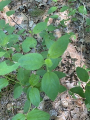 Ceanothus americanus