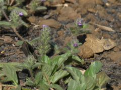 Nelsonia canescens