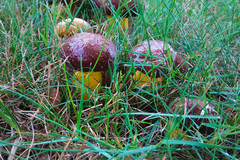 Boletus auripes