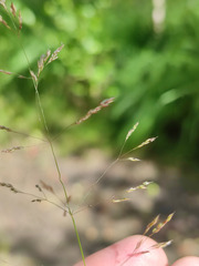 Agrostis canina