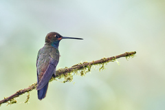 Urochroa bougueri