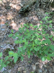 Ceanothus americanus