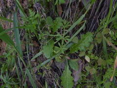 Galium aparine