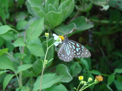 Tirumala limniace limniace