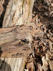 Sphaeroderus bicarinatus