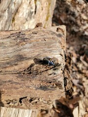 Sphaeroderus bicarinatus