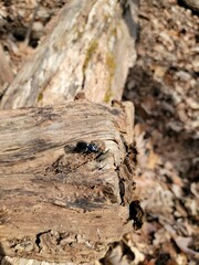 Sphaeroderus bicarinatus