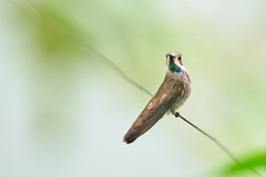 Colibri delphinae