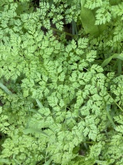 Anthriscus caucalis