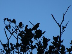 Turdus rufitorques
