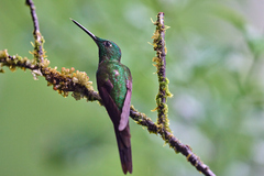 Heliodoxa imperatrix