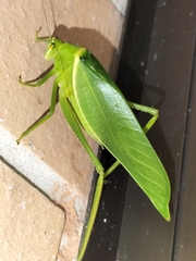 Paracaedicia serrata