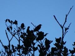 Turdus rufitorques