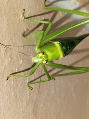 Paracaedicia serrata