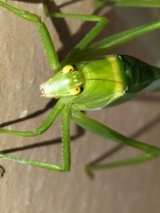 Paracaedicia serrata