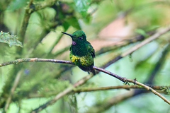 Heliodoxa imperatrix