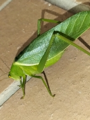 Paracaedicia serrata