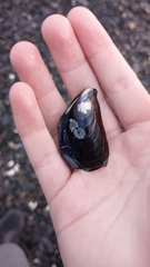 Mytilus trossulus
