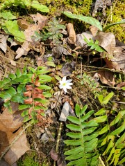 Hepatica
