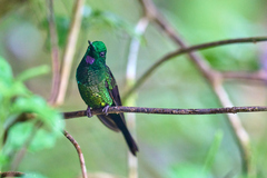 Heliodoxa imperatrix