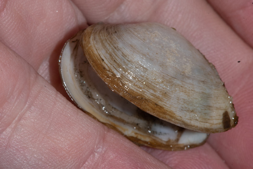 Mactra californica, 2023-02-19