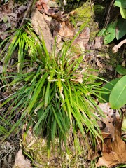 Carex pedunculata