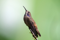Colibri delphinae