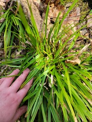 Carex pedunculata