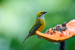 Tangara icterocephala