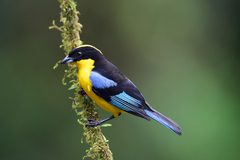 Anisognathus somptuosus