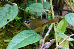 Basileuterus tristriatus