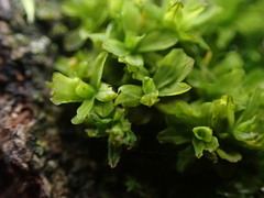 Syntrichia latifolia