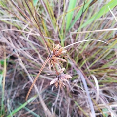 Cyperus lecontei