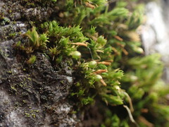 Orthotrichum pulchellum