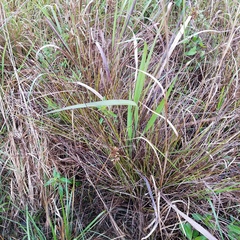 Cyperus lecontei