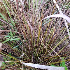 Cyperus lecontei