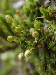 Orthotrichum pulchellum
