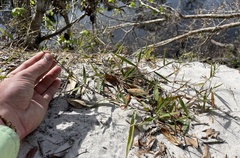 Dichanthelium patulum