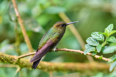 Haplophaedia aureliae