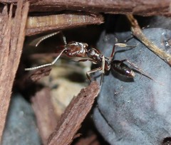 Odontomachus ruginodis