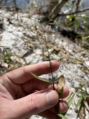 Dichanthelium patulum