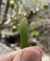 Dichanthelium patulum