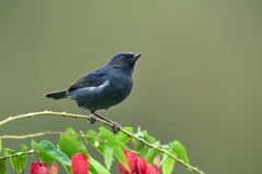 Diglossa albilatera