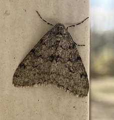 Phigalia strigataria